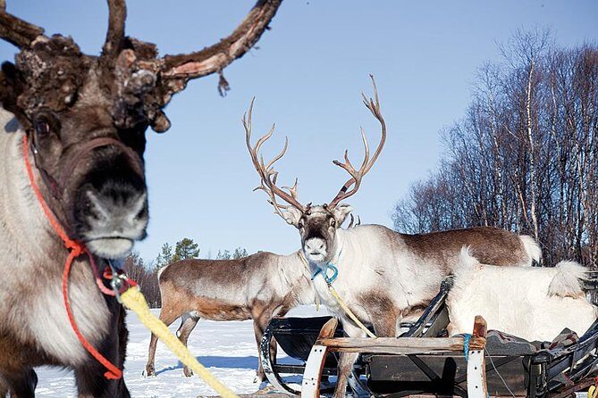 Wild Reindeers Safari + Lunch in Glass Igloo (private service) - The forest reindeer journey: calm, guided, and built for watching