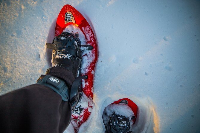 Wilderness snowshoe adventure - Snowshoeing a few kilometres into Arctic forest quiet