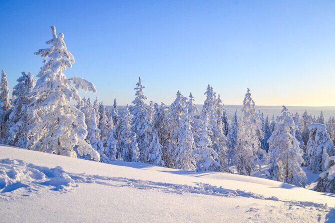 Wilderness Survival Tour - Winter - Winter Survival in Lapland: Why This Tour Feels Practical