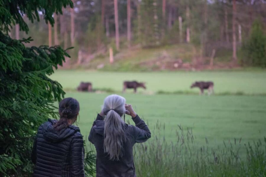 Wildlife safari with campfire dinner from Helsinki - Key things to know before you go