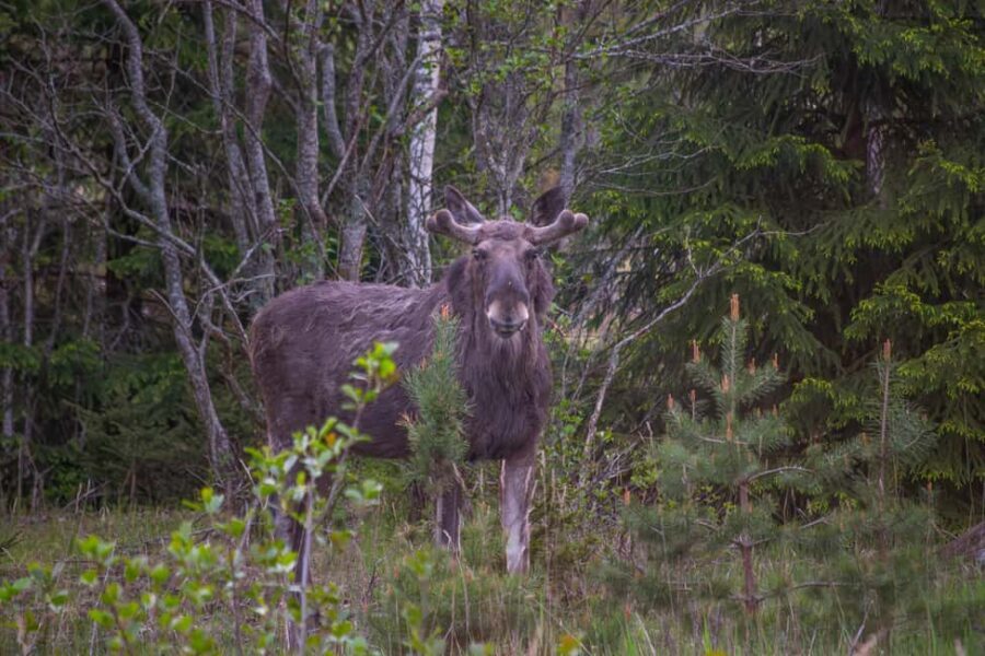 Wildlife safari with campfire dinner from Helsinki - Why Porkkala Peninsula is such a strong Helsinki wildlife bet