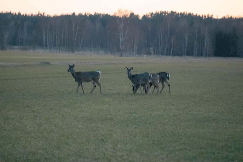 Wildlife safari with campfire dinner from Helsinki - What you might see in Porkkala (and how to actually spot it)