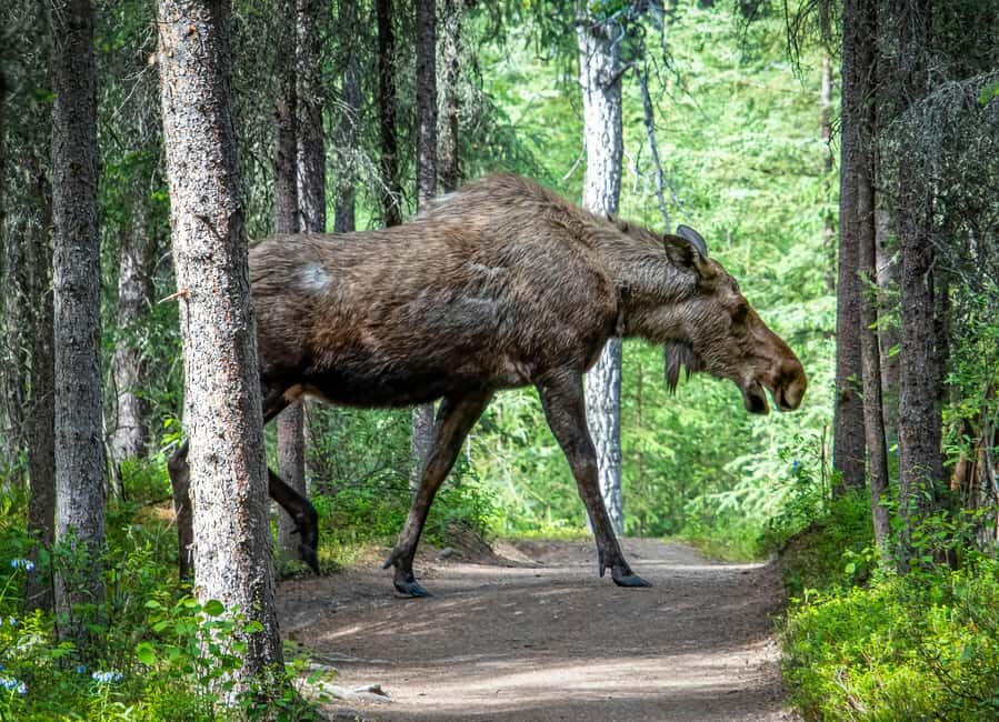 Wildlife safari with campfire dinner from Helsinki - Comfort tips that make cold-weather wildlife watching easier