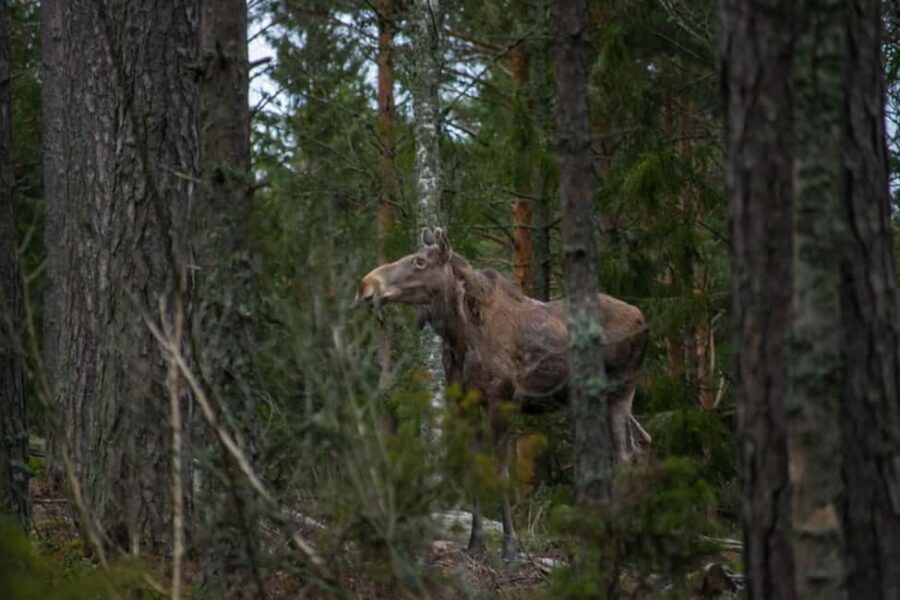 Wildlife safari with campfire dinner from Helsinki - Value from Helsinki: what you’re really buying in 5 hours