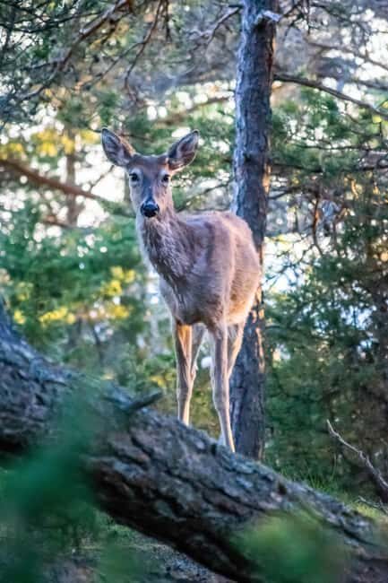 Wildlife safari with campfire dinner from Helsinki - Who this tour suits (and who should skip it)