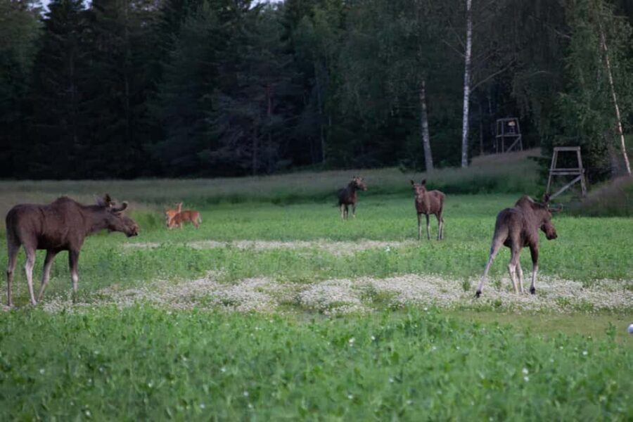 Wildlife safari with campfire dinner from Helsinki - Campfire dinner by the sea: Finnish snacks and berry juice that feel earned