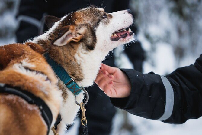 Winter highlights: Snowmobile, Arctic Animals And Santa<code>s Village – Key Arctic Highlights You’ll Actually Care About’ /></p>
<ul>
<li><strong>Big winter kit, all handed to you</strong>: overall, boots, socks, gloves, helmet, and balaclava</li>
<li><strong>One-hour shared snowmobiling</strong>: a practical taste of Arctic driving without committing to a full day</li>
<li><strong>Reindeer and husky sleigh rides</strong>: both are short (500m) so you can enjoy the motion and not just endure it</li>
<li><strong>A Santa Village visit with Arctic Circle moments</strong>: meet Santa, step across the Arctic Circle, and visit the post office</li>
<li><strong>Family-friendly mini-snowmobile time</strong>: 10 minutes on a mini track for kids who meet the height rule</li>
</ul>
<h2 id="getting-kitted-up-for-a-realistic-arctic-day-in-rovaniemi">Getting Kitted Up for a Realistic Arctic Day in Rovaniemi</h2>
<p>s Village – Getting Kitted Up for a Realistic Arctic Day in Rovaniemi’ /><br />
Winter in northern Finland can feel sharp fast, even when the sky looks calm. The smart thing about this tour is that you don’t start guessing what you need. You get <strong>winter clothes and snowmobile equipment</strong> for the day: overall, boots, socks, gloves, helmet, and balaclava. That matters because in snowmobile weather, a single cold spot (hands, face, boots) can ruin the whole experience.</p>
<p><p>Once you’re outfitted, you spend less time fussing and more time experiencing. You’re also less likely to show up underdressed, which is common with first-timers visiting Rovaniemi.</p>
</p>
<p><p><strong>Plan tip for comfort:</strong> wear warm base layers under the overall, and bring your own easy-to-adjust thermal hat or thin head layer if you run cold. The tour provides the essential gear, but you control your underlayer comfort.</p>
</p>
<div style="margin: 20px 0; padding: 15px 0;"><p>A few more Rovaniemi tours and experiences worth a look</p><ul style="margin: 10px 0; padding: 0; list-style: none;"><li style="margin: 0 0 10px 0; padding: 0 0 10px 0; border-bottom: 1px solid #eee; display: flex; align-items: flex-start; gap: 12px; line-height: 1.4;"><a href="https://finlandexplorer.com/rovaniemi-rent-winter-clothing-sets/" aria-hidden="true" tabindex="-1"><img decoding="async" style="width: 80px; height: 60px; object-fit: cover; border-radius: 4px; flex-shrink: 0;" src="https://9.finlandexplorer.com/wp-content/uploads/rovaniemi-rent-winter-clothing-sets-150x150.jpg" alt="" loading="lazy"></a><div><a href="https://finlandexplorer.com/rovaniemi-rent-winter-clothing-sets/">Rovaniemi: Rent Winter Clothing Sets</a><br><span style="font-size: 0.82em; color: #555; margin-top: 2px;"><span style="color: #f5a623;">★</span> 4.7 &middot; 507 reviews</span></div></li><li style="margin: 0 0 10px 0; padding: 0 0 10px 0; border-bottom: 1px solid #eee; display: flex; align-items: flex-start; gap: 12px; line-height: 1.4;"><a href="https://finlandexplorer.com/rovaniemi-snow-hotel-tour-and-ice-restaurant-dinner/" aria-hidden="true" tabindex="-1"><img decoding="async" style="width: 80px; height: 60px; object-fit: cover; border-radius: 4px; flex-shrink: 0;" src="https://9.finlandexplorer.com/wp-content/uploads/rovaniemi-snow-hotel-tour-and-ice-restaurant-dinner-150x150.jpg" alt="" loading="lazy"></a><div><a href="https://finlandexplorer.com/rovaniemi-snow-hotel-tour-and-ice-restaurant-dinner/">Rovaniemi: Snow Hotel Tour and Ice Restaurant Dinner</a><br><span style="font-size: 0.82em; color: #555; margin-top: 2px;"><span style="color: #f5a623;">★</span> 4.4 &middot; 345 reviews</span></div></li><li style="margin: 0; padding: 0; border-bottom: none; display: flex; align-items: flex-start; gap: 12px; line-height: 1.4;"><a href="https://finlandexplorer.com/rovaniemi-snow-hotel-tour-with-food-by-the-fire/" aria-hidden="true" tabindex="-1"><img decoding="async" style="width: 80px; height: 60px; object-fit: cover; border-radius: 4px; flex-shrink: 0;" src="https://9.finlandexplorer.com/wp-content/uploads/rovaniemi-snow-hotel-tour-with-food-by-the-fire-150x150.jpg" alt="" loading="lazy"></a><div><a href="https://finlandexplorer.com/rovaniemi-snow-hotel-tour-with-food-by-the-fire/">Rovaniemi: Snow Hotel Tour with Food by the Fire</a><br><span style="font-size: 0.82em; color: #555; margin-top: 2px;"><span style="color: #f5a623;">★</span> 4.4 &middot; 144 reviews</span></div></li></ul></div><h2 id="the-1-hour-shared-snowmobile-ride-through-arctic-forests">The 1-Hour Shared Snowmobile Ride Through Arctic Forests</h2>
<p><img width="667" height="446" decoding="async" src=